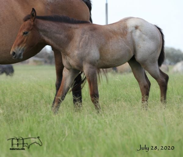 Annabone's 2020 Bay Roan Colt